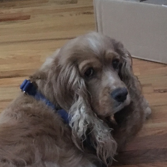 Meet your Posher, Amelia - Picture 1 of 1